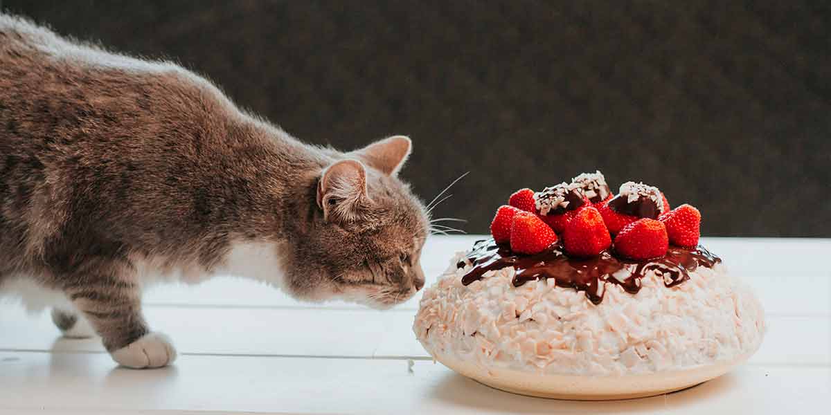 Alimentos prohibidos para gatos